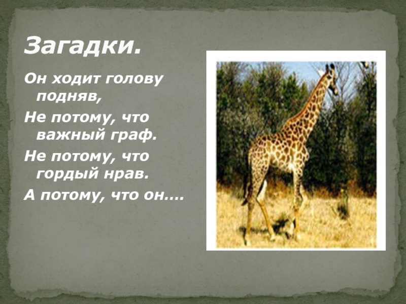 Ходит загадки. Загадки он ходит голову задрав. Загадки по средам обитания. Загадки про среды обитания. Гордый нрав.