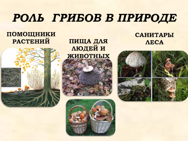 Сообщение значение грибов в природе. Роль грибов в природе. Грибы роль в природе. Роль грибов для человека. Грибы в жизни человека.