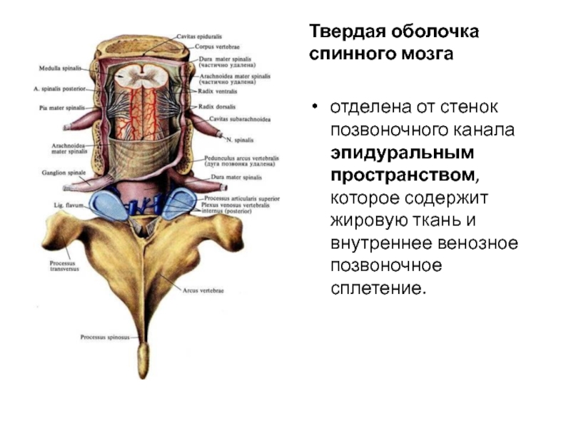 Твердая оболочка спинного мозгаотделена от стенок позвоночного канала эпидуральным пространством, которое содержит жировую ткань и внутреннее венозное