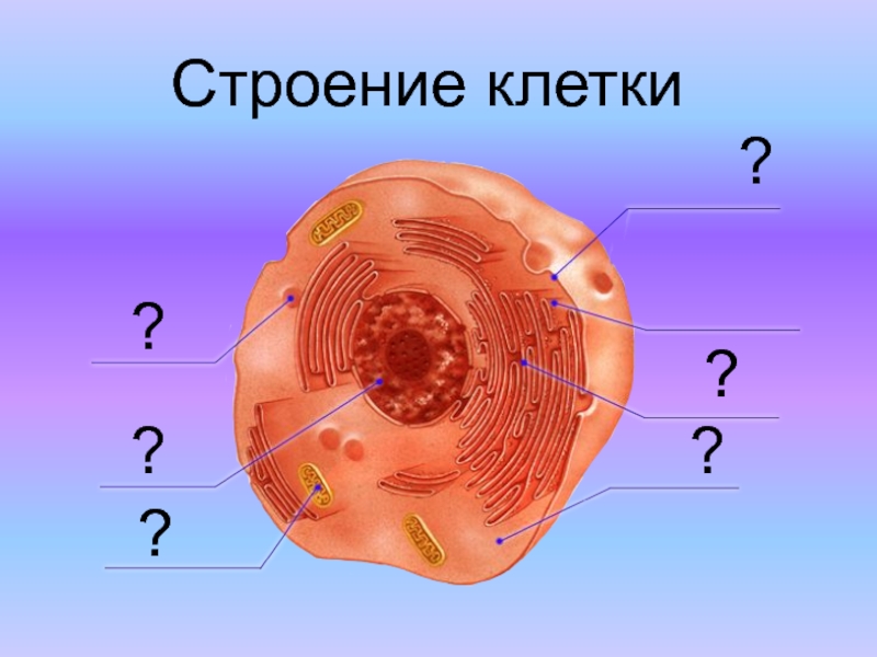 Презентация на тему строение клетки 10 класс биология