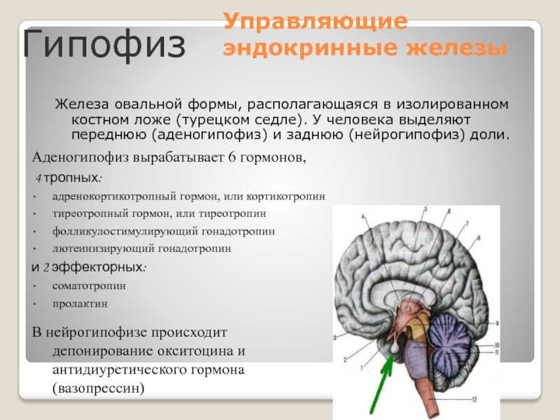 Внутренняя секреция гипофиза. Гипофиз головного мозга. Эндокринная система человека гипофиз. Гипофиз расположение. Гипофиз это железа.