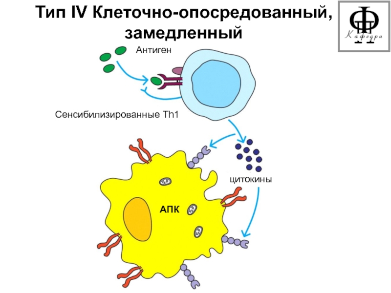 Iv типа. Клеточно опосредованный Тип аллергических реакций механизм. Клеточно-опосредованные (IV Тип).. Клеточно опосредованная гиперчувствительность 4 типа. Аллергические реакции клеточного типа.