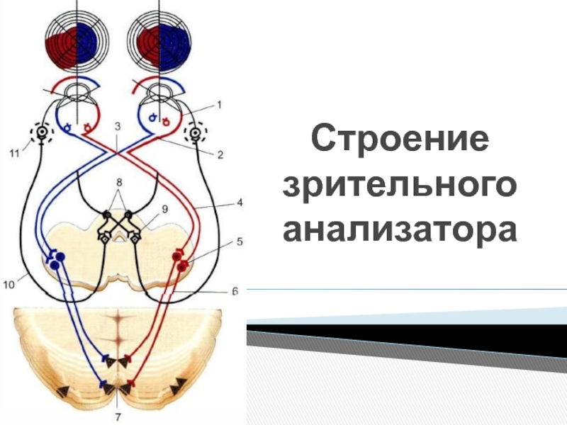 Общий план строения зрительной сенсорной системы