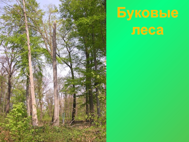 Урок лесная зона. Зона лесов 4 класс. Дуб зона лесов 4 класс. Природная зона Кавказа леса буковые. Буковая роща доклад.