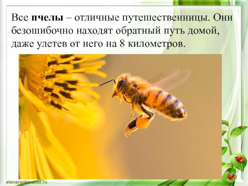 Какие пчелы превращают нектар в мед. Медоносная пчела APIS mellifera. Пчела собирает мед. Напрыск в пчеловодстве что это. Цвет крыльев желтой пчелы.
