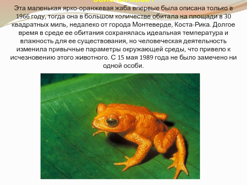 Золотая жаба .  Эта маленькая ярко-оранжевая жаба впервые была описана только в 1966 году, тогда