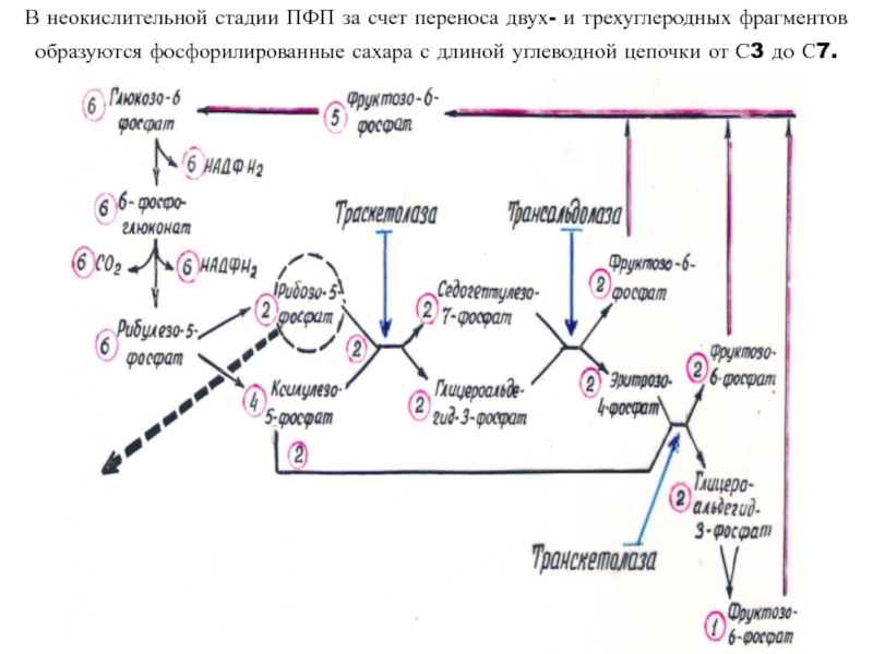 Пфп с схема