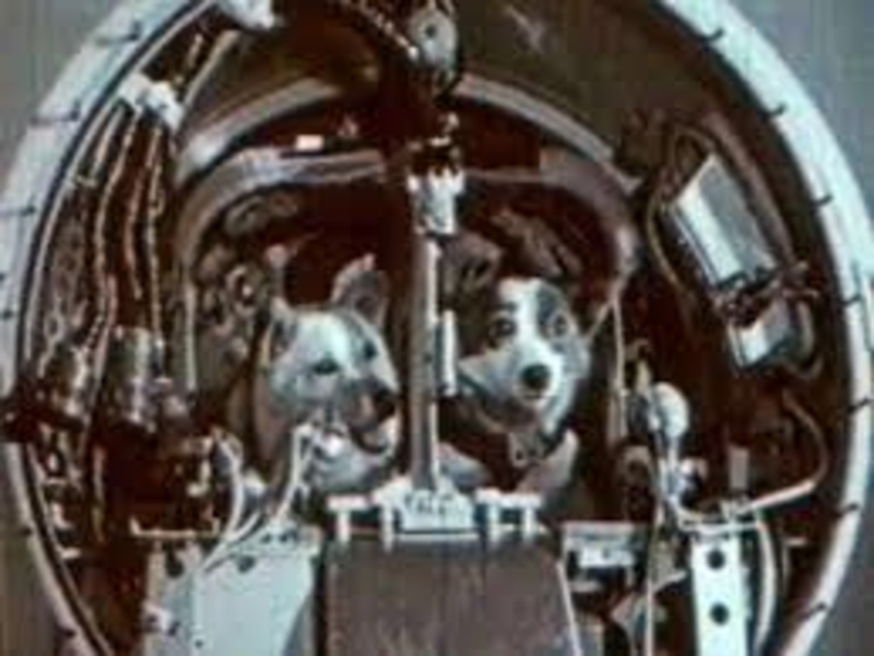 Полет белки и стрелки в космос видео. Полёт белки и стрелки в космос. Белка и стрелка летавшие в космос. Спутник 5 19 августа 1960. Спутник 5 белка и стрелка.
