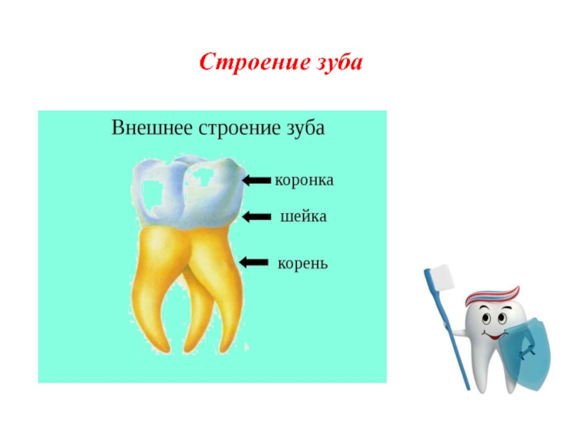 Строение зуба для детей. Внешнее строение зубов коронка коронка шейка. Строение зуба коронка шейка корень рисунок. Внешнее строение зуба.