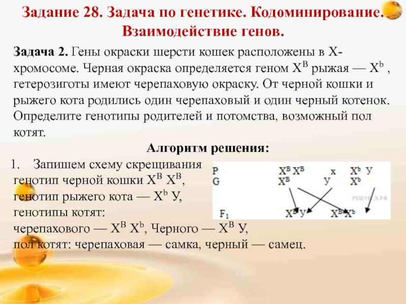 Решение задач по генетике с объяснением и ответами на все типы презентация