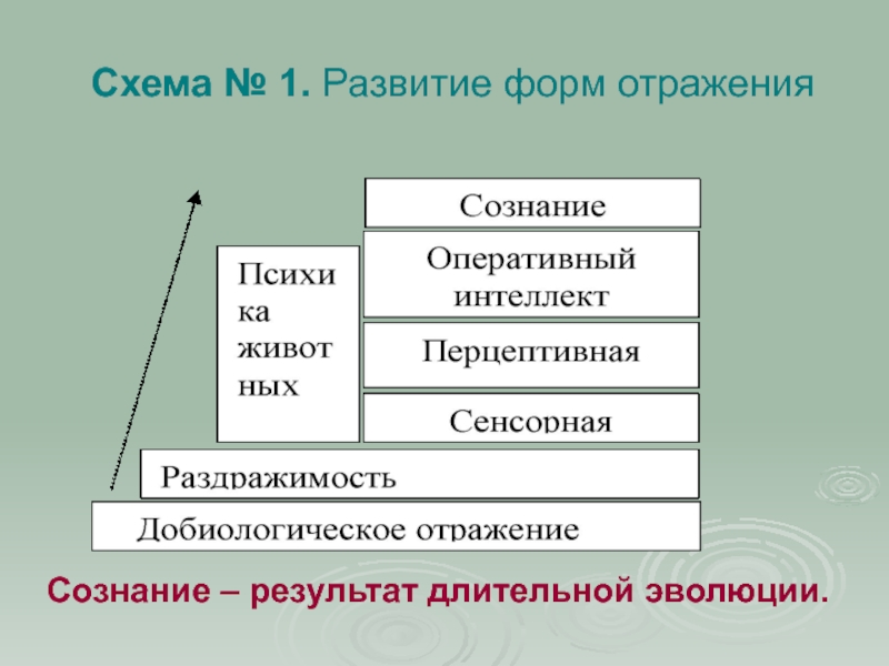 Сущность отражения. Эволюция форм отражения. Схема развитие форм отражения. Эволюция форм отражения в природе. Эволюция форм отражения философия.