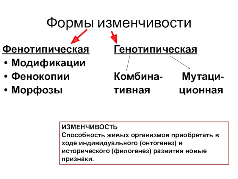 Генотипическая изменчивость