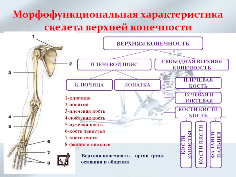 Отдел скелета плечевой кости