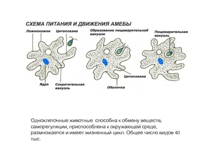 Рассмотрите рисунок на с 104 какие приспособления имеют одноклеточные для передвижения