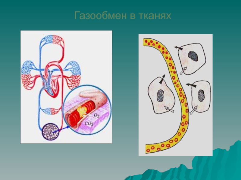 Газообмен в тканях рисунок