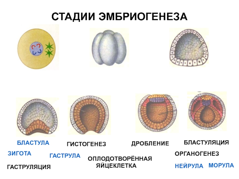 Этапы эмбриогенеза