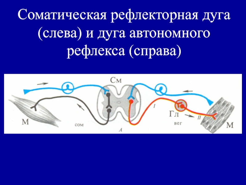 Путь рефлекторного импульса. Рефлекторная дуга соматического рефлекса. Нервная система ЕГЭ рефлекторная дуга. Рефлекторная дуга миотического рефлекса. Схема рефлекторной дуги соматического рефлекса физиология.