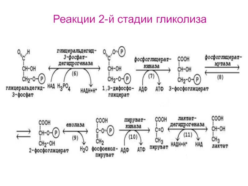 Гликолиз молекулы атф. Реакции второго этапа гликолиза. Реакции 2 стадии гликолиза. Второй этап гликолиза схема. Этапы анаэробного гликолиза реакции.