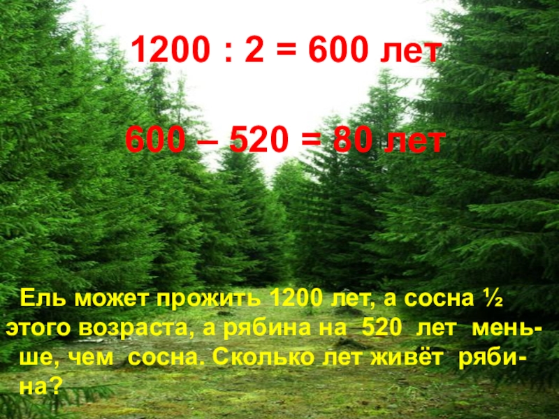 Сколько лет получилось. Сколько лет может прожить сосна. Сколько лет живёт сосна. Ель может прожить 1200 лет. Сколько лет живёт сосна и ель.