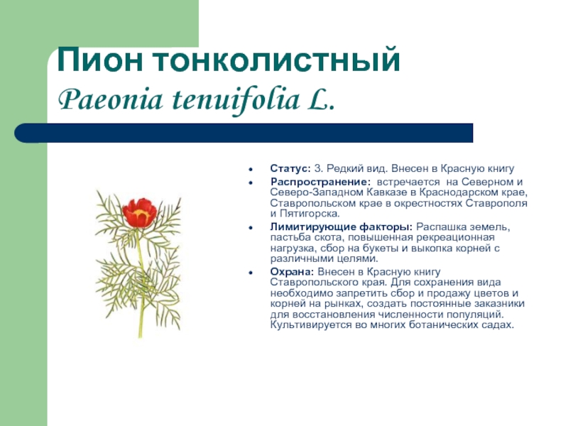 Край занести. Пион тонколистный красная книга Ставропольского края. Пион тонколистный красная книга Краснодарского края. Красная книга Краснодарского края пион тонколистный книга. Пион тонколистный красная книга описание.