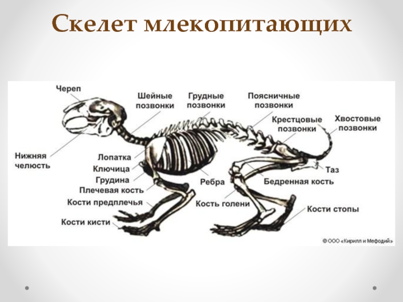 Опорно двигательная система животных презентация