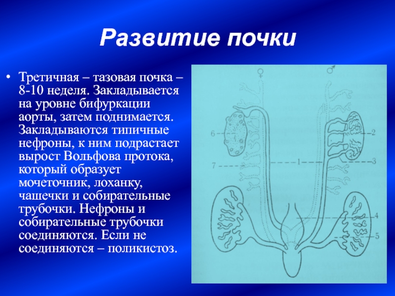 Мочевая система развитие