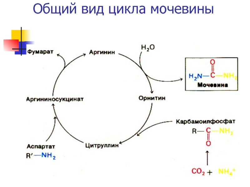 Образование мочевины в процессе обмена веществ. Цикл мочевины. Аминокислоты цикла мочевины. Суммарная реакция цикла мочевины. Нарушение обмена цикла мочевины.