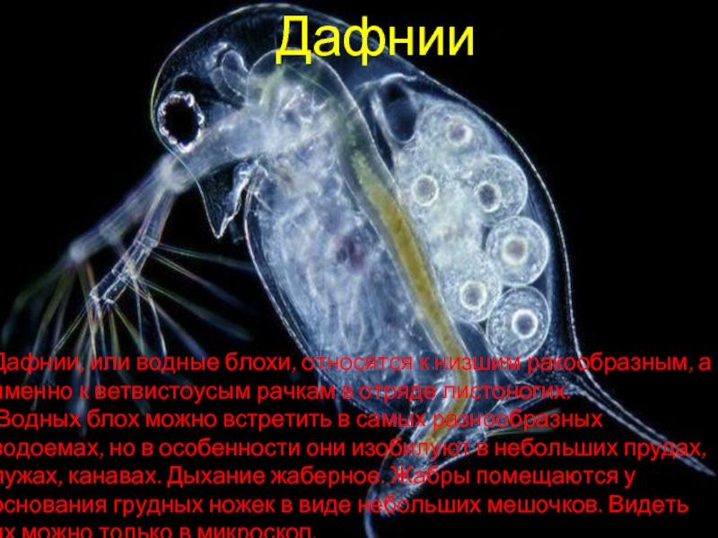 ДафнииДафнии, или водные блохи, относятся к низшим ракообразным, а именно к ветвистоусым рачкам в отряде листоногих. Водных
