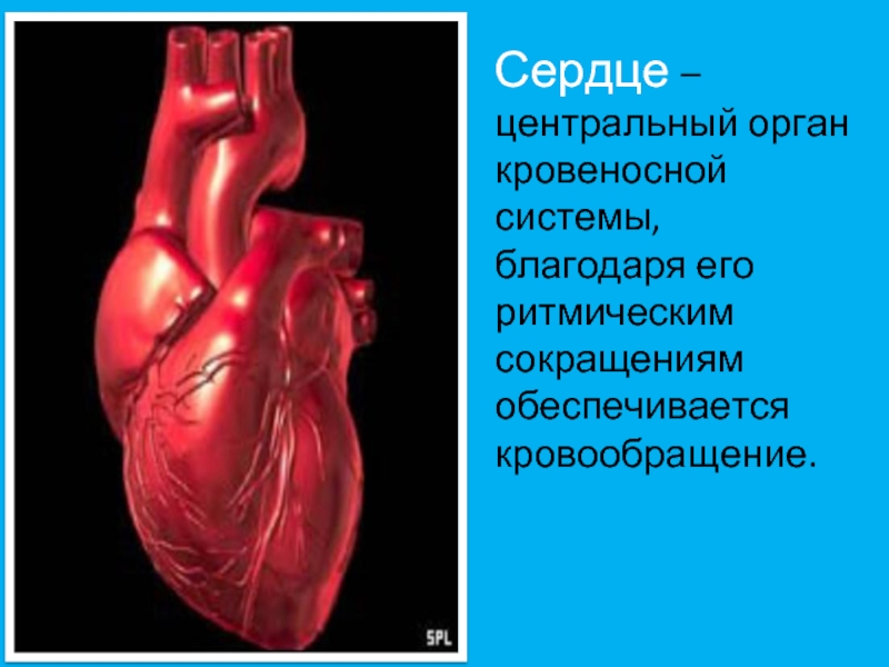 Кровообращение строение и работа сердца. Центральный орган кровеносной системы. Сердце и кровеносная система это органы. Сердце это Центральный орган. Строение сердца 9 класс.