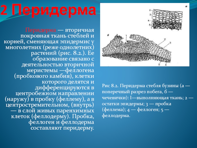 2 покровная ткань. Вторичная покровная ткань бузины - перидерма. Вторичная покровная ткань пробка перидерма. Перидерма вторичная покровная ткань стеблей. Перидерма стебля бузины.