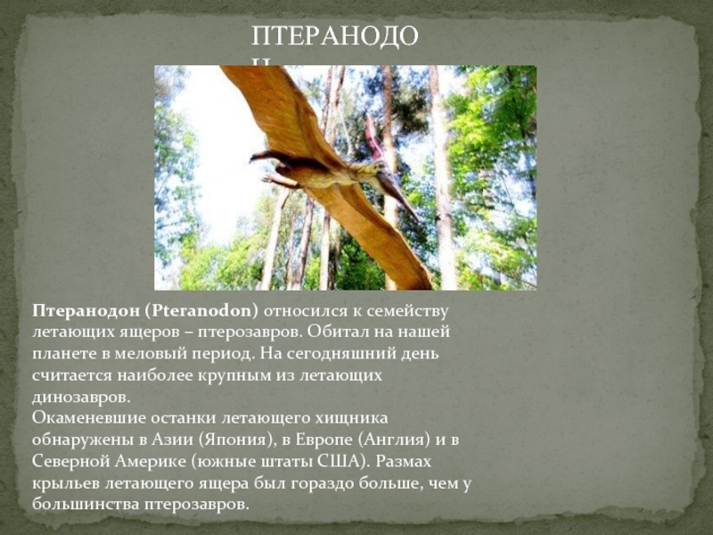 Птеранодон (Pteranodon) относился к семейству летающих ящеров – птерозавров. Обитал на нашей планете в меловый период. На сегодняшний