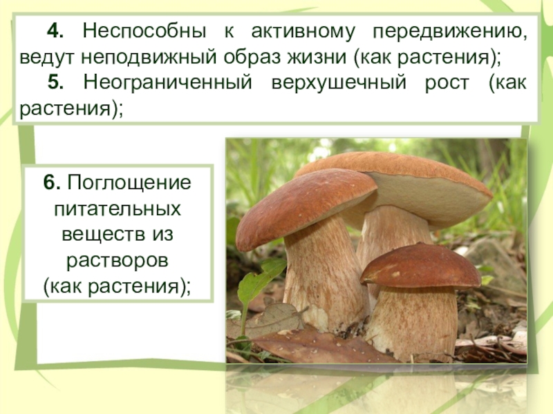 Царство грибы (Mycota). Активное передвижение у грибов. Верхушечный рост гриба. Удивительные грибы презентация.