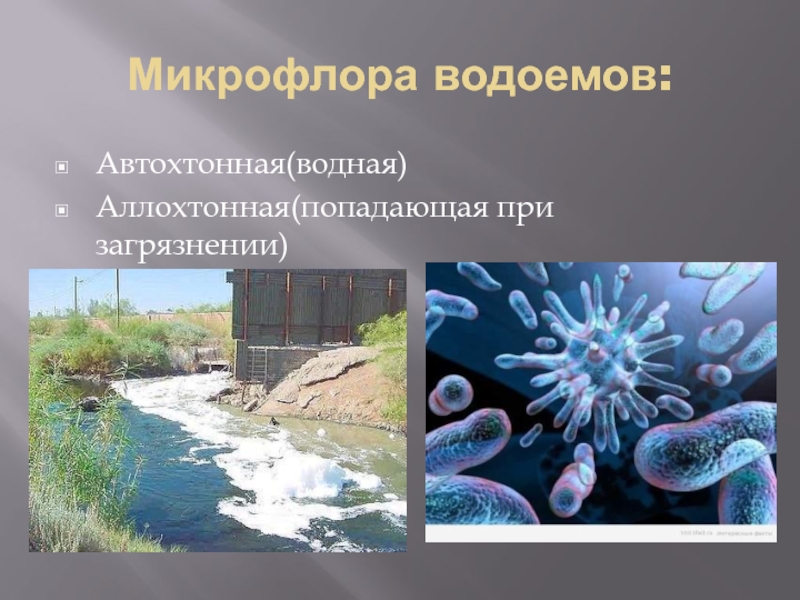 Роль бактерий в воде. Аллохтонная микрофлора воды. Микрофлора воды автохтонная и аллохтонная. Микрофлора водоемов. Микроорганизмы в водоемах.