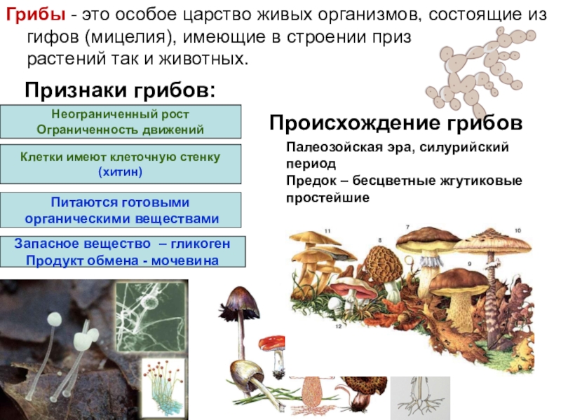 Грибы утверждения. Грибы особое царство живых организмов. Хитин у грибов. Царство грибы особые организмы. Грибы неограниченный рост.