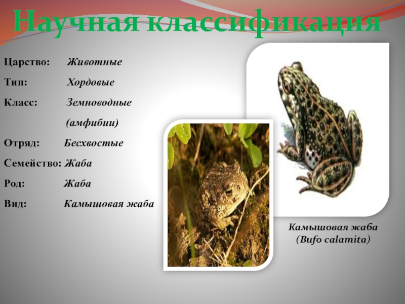 Реферат: Камышовая жаба