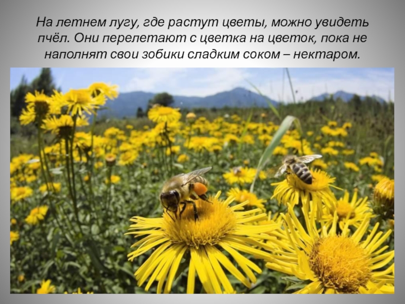 На летнем лугу, где растут цветы, можно увидеть пчёл. Они перелетают с цветка на цветок, пока не