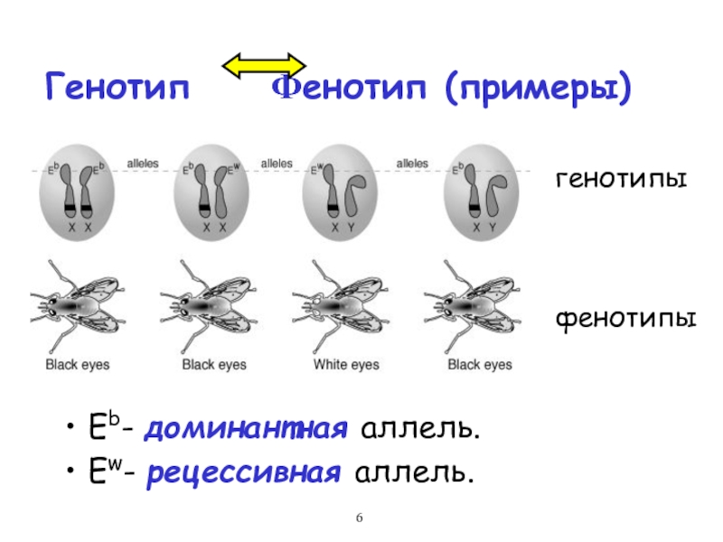 Виды генотипов