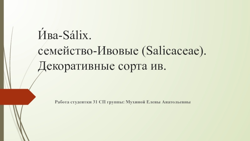 И́ва-Sálix. семейство-Ивовые ( Salicaceae ). Декоративные сорта ив