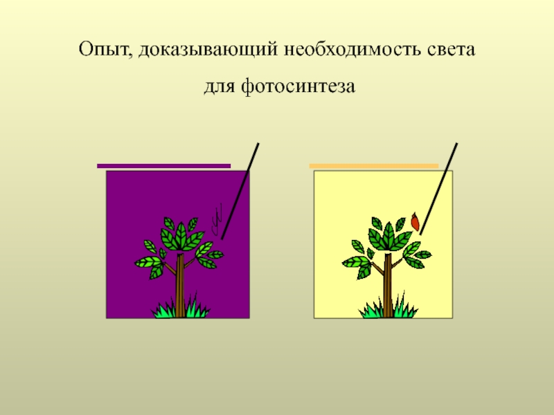 Презентация на тему фотосинтез 6 класс по биологии