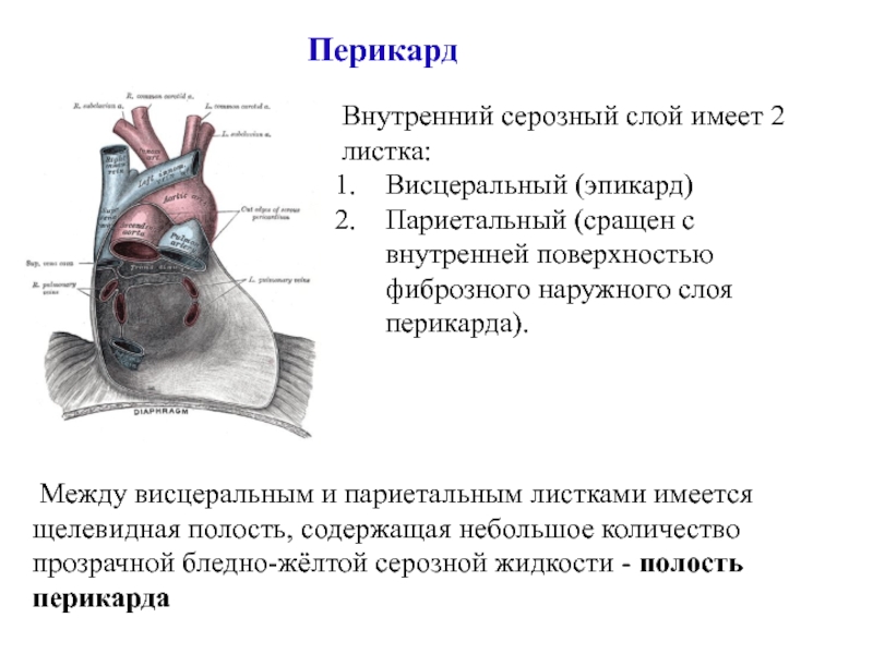 Пазухи перикарда картинки