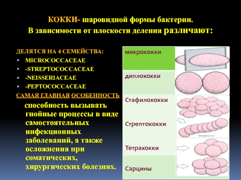 Шарообразная форма бактерий кокки. Диплококки стрептококки стафилококки. Формы бактериальных клеток кокки сферические. Шарообразная форма бактерий кокки. Шаровидные кокки.