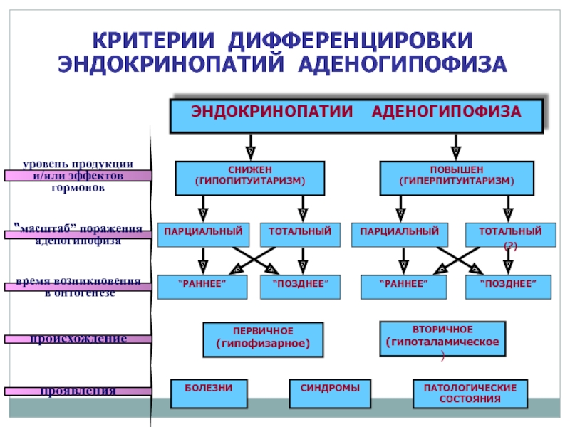 Патофизиология эндокринной системы презентация