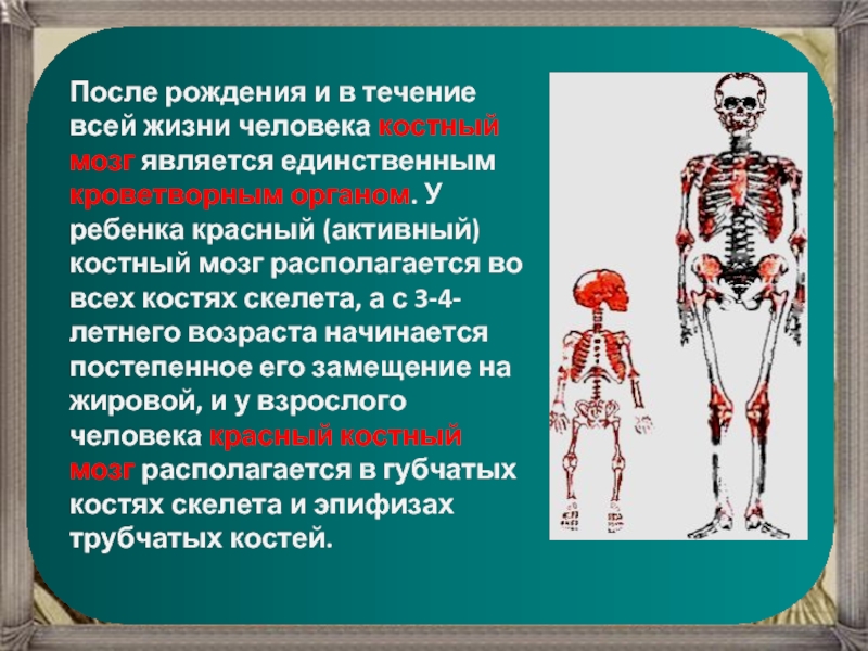Где купить костные мозги. Костный мозг в скелете человека.