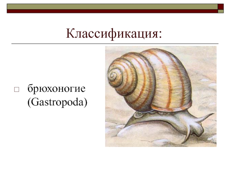 Представители брюхоногих моллюсков. Брюхоногие моллюски систематика. Классификация брюхоногих моллюсков. Класс брюхоногие представители. Выделение брюхоногих моллюсков.