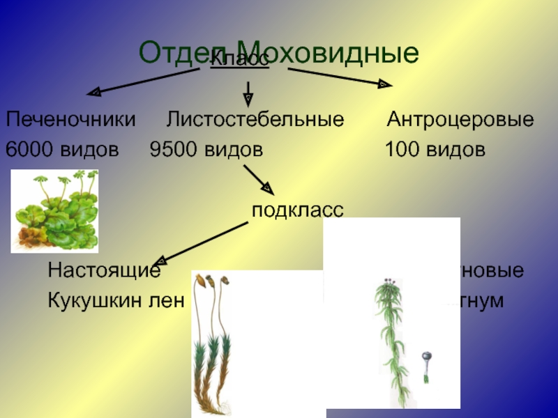 Отдел моховидные общая характеристика и значение 6 класс пономарева презентация