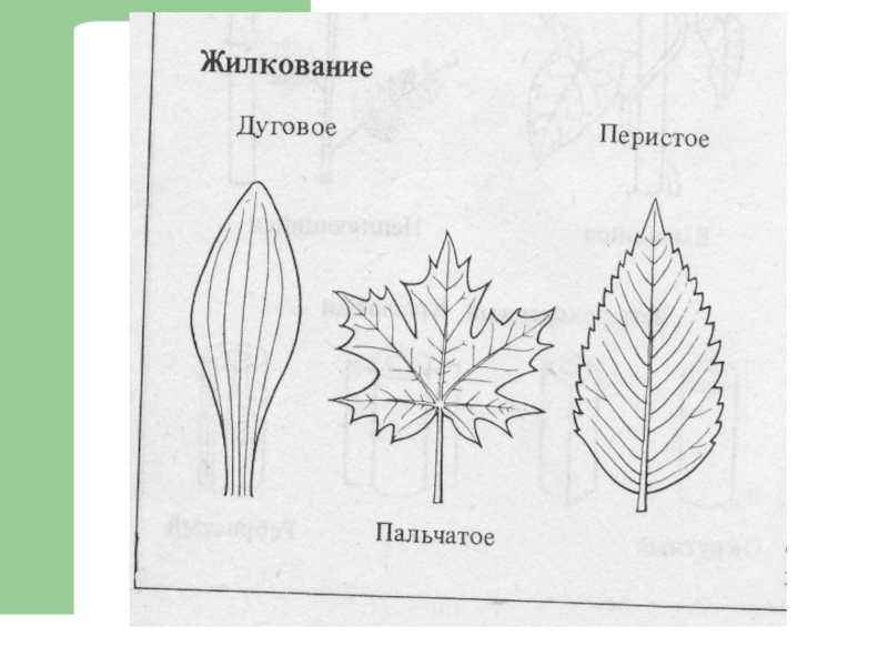 Жилкование листа рисунок