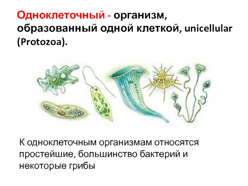 Большинства бактерий и грибов