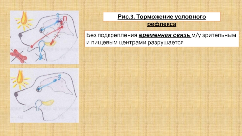 Рисунок зрительного рефлекса