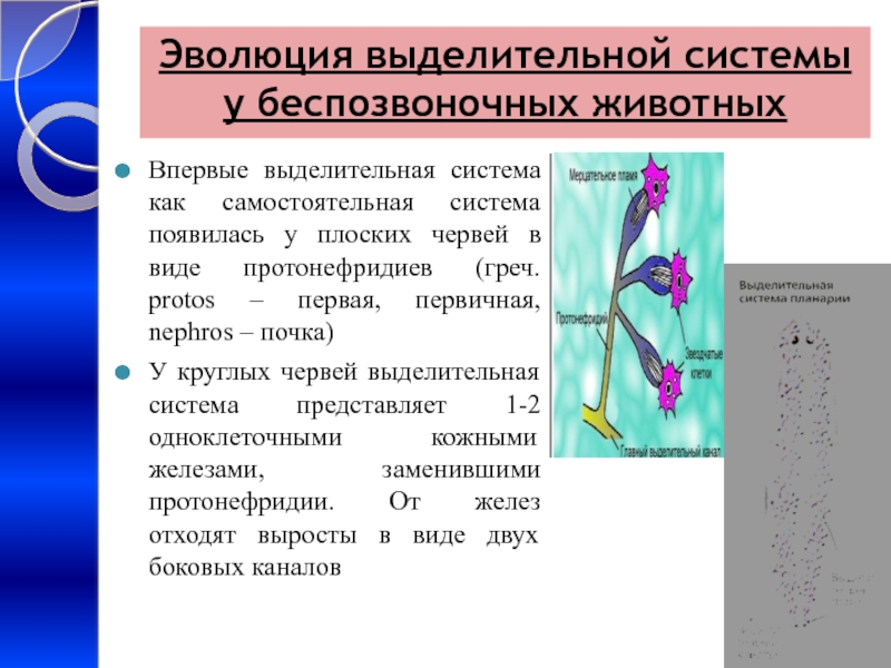 Филогенез выделительной системы презентация