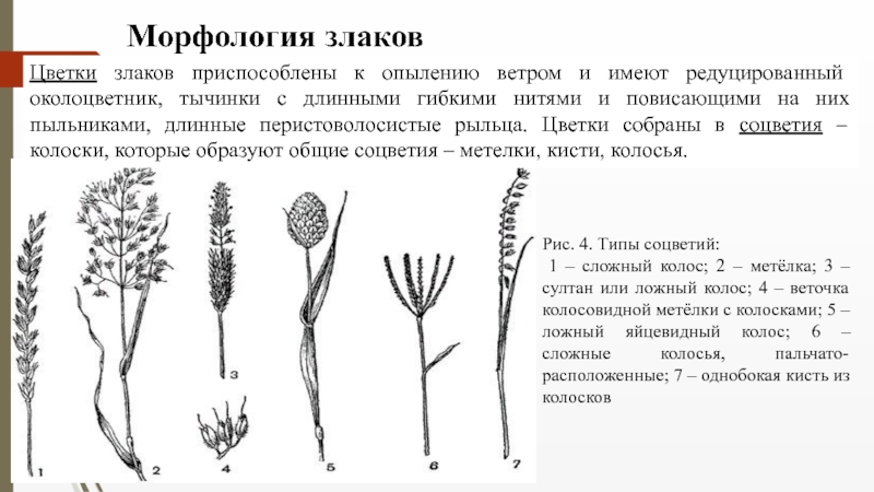 Семейство Злаковые ( Роасеае Barnh.) Цветки злаков приспособлены к опылению ветром и имеют редуцированный околоцветник, тычинки Цветки злаков приспособлены к опылению ветром и имеют редуцированный околоцветник, тычинки с длинными гибкими нитями и повисающими